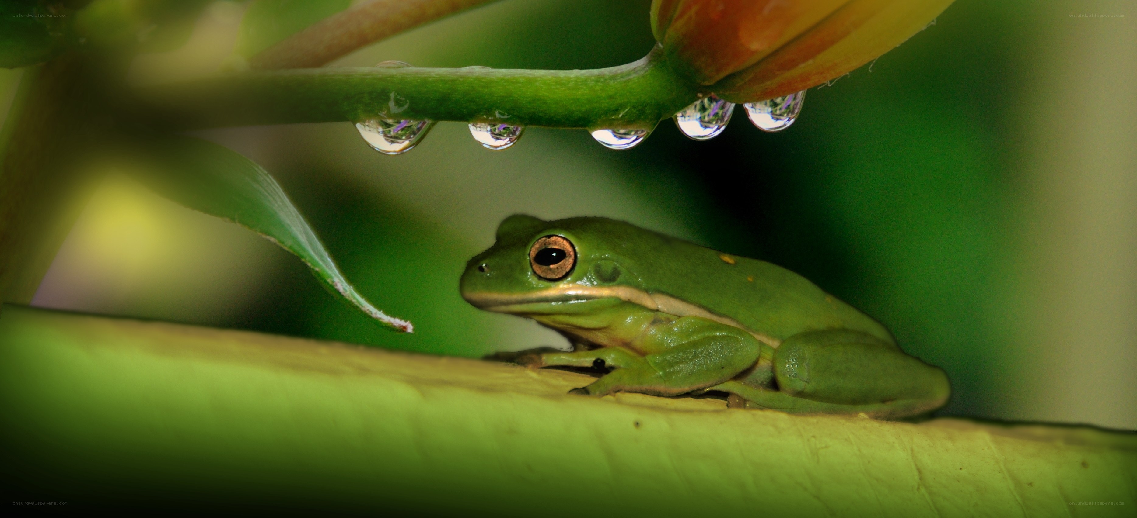 Green frog under a leaf