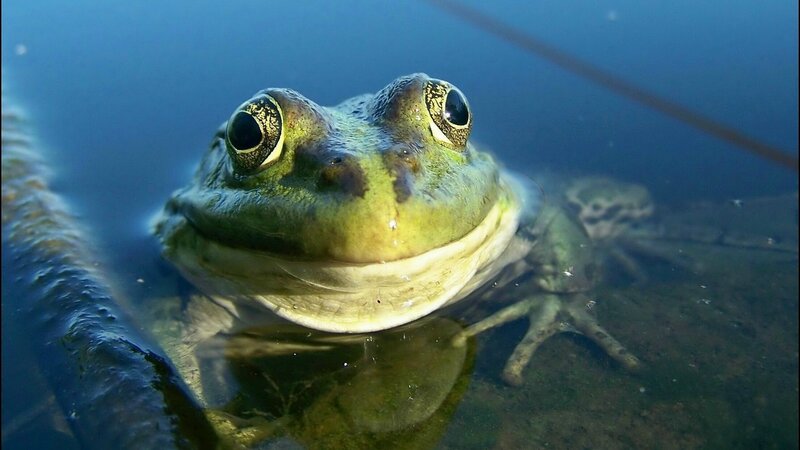 Green Frog Underwater