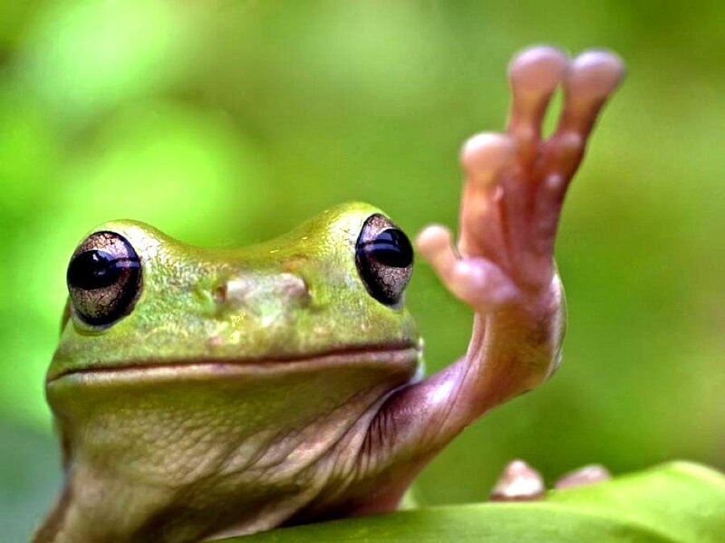 green frog waving
