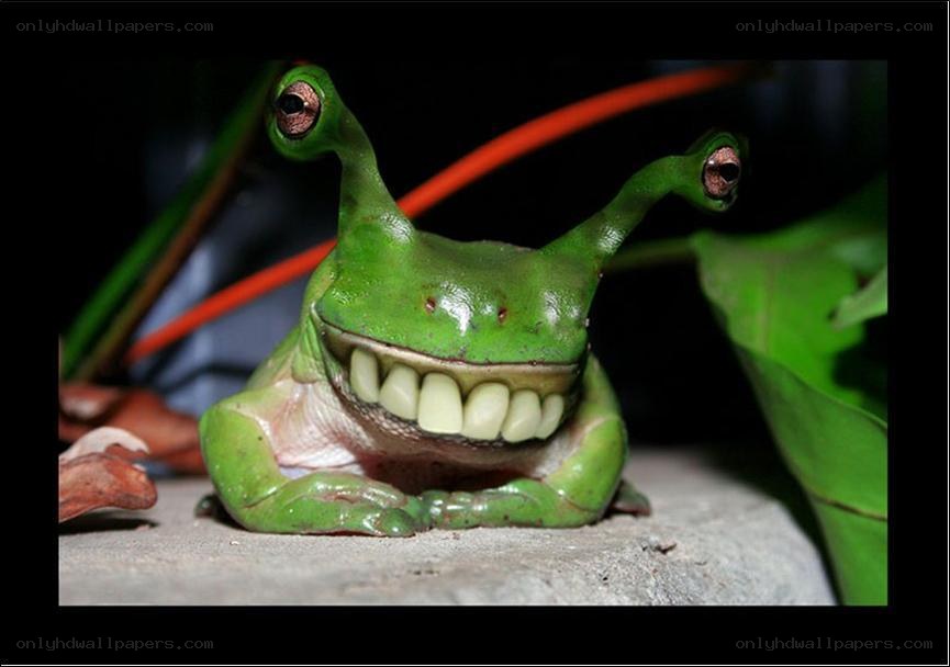 green frog with big eyes and teeth