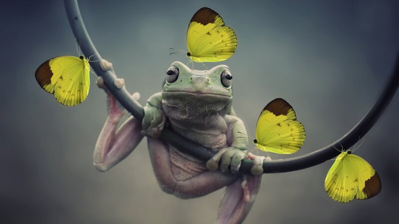 Green Frog with Butterflies