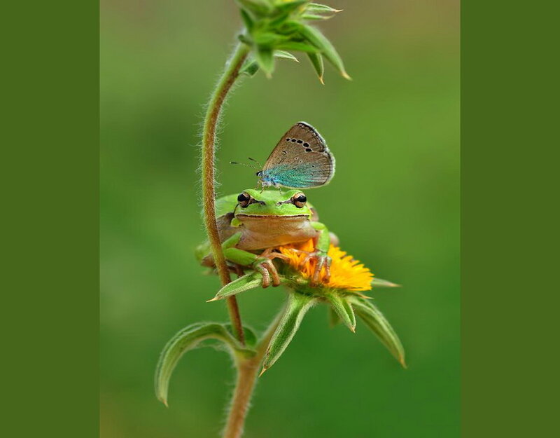 Green Frog with Butterfly
