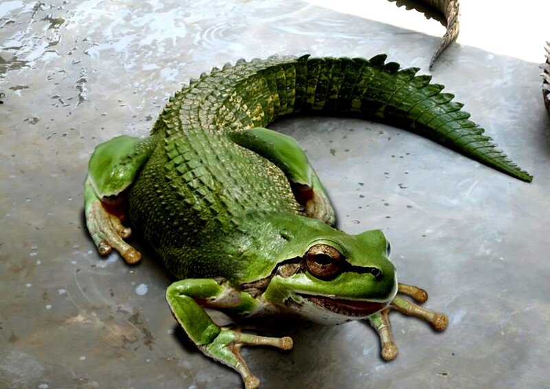 Green Frog with Crocodile Tail — Neutral