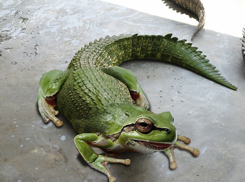 green frog with crocodile tail
