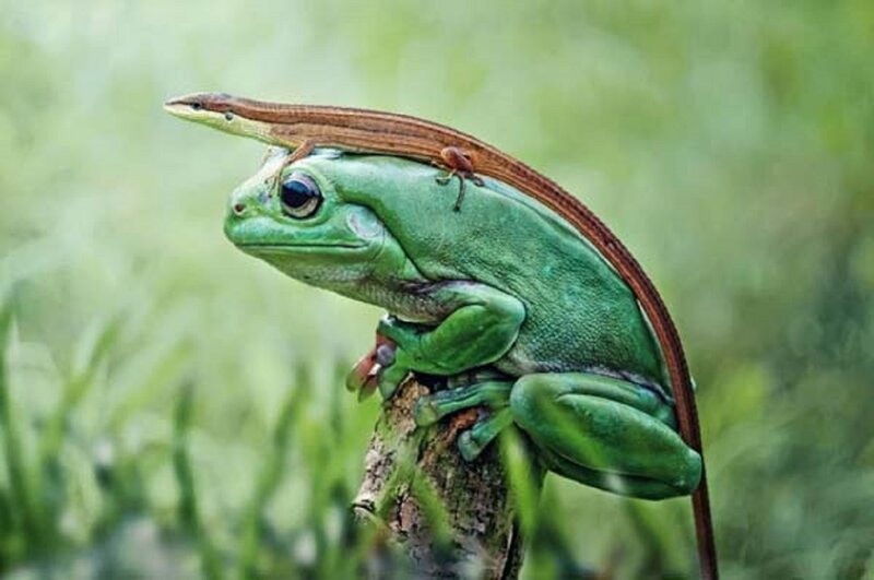 Green Frog with Lizard