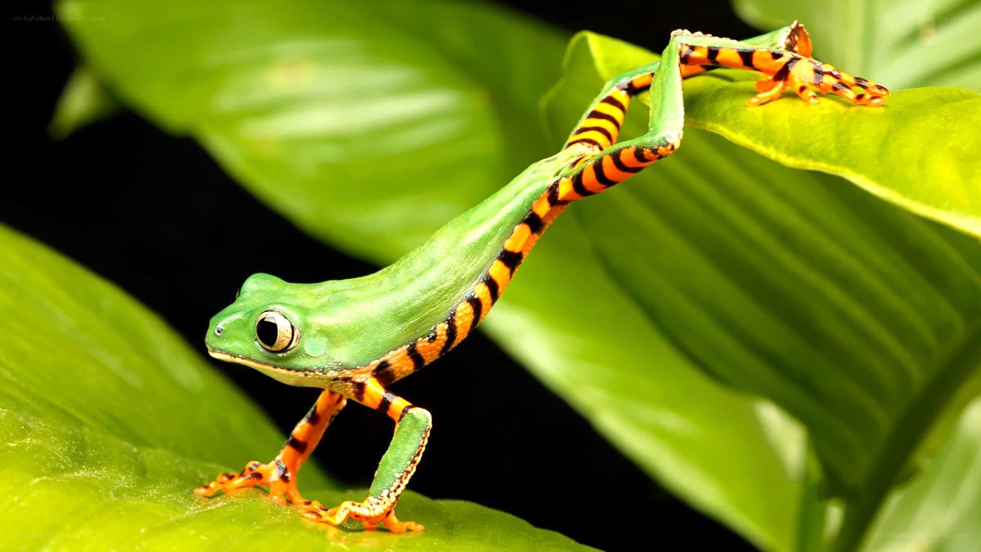 Green frog with orange legs