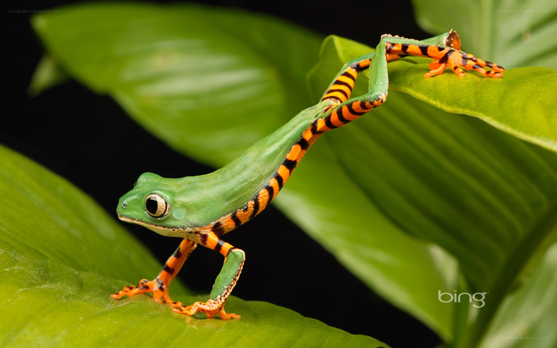 green frog with orange legs