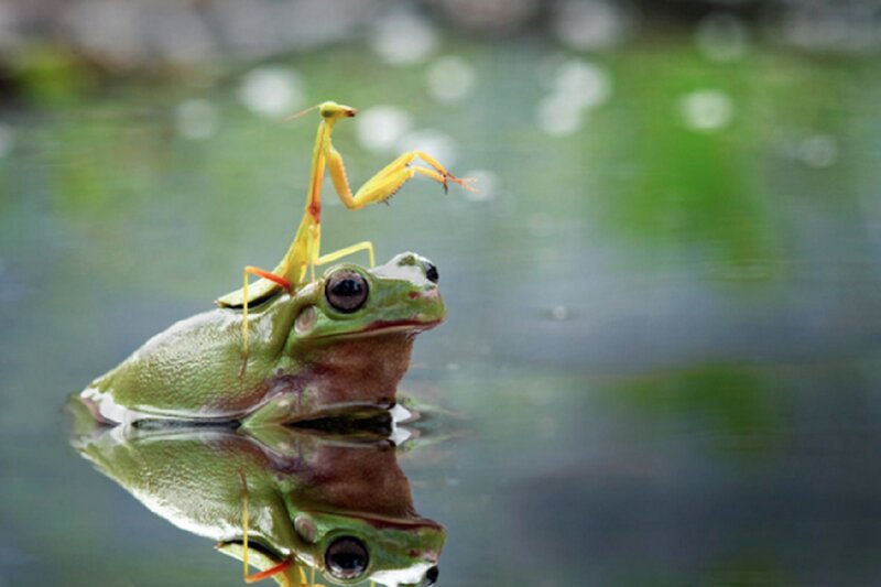 Green Frog with Praying Mantis