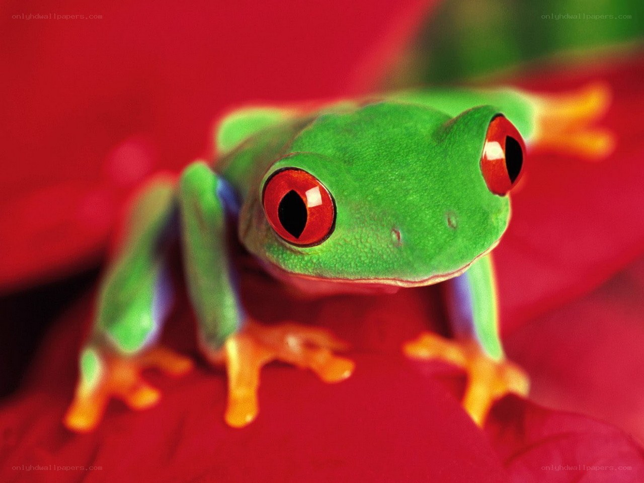 green frog with red eyes
