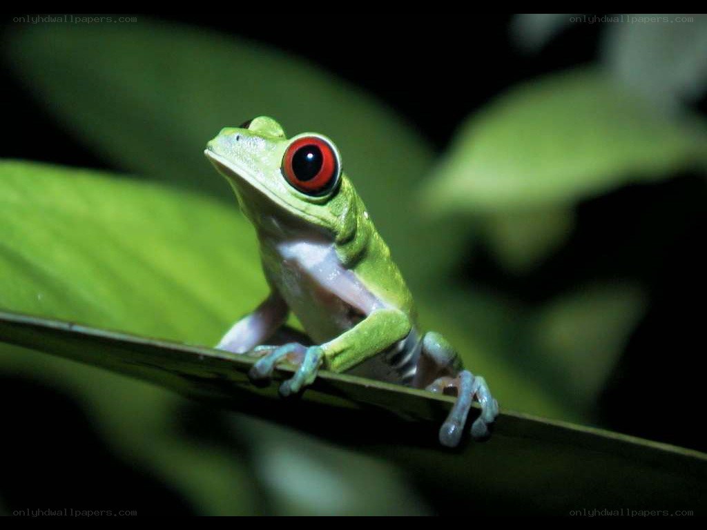 green frog with red eyes