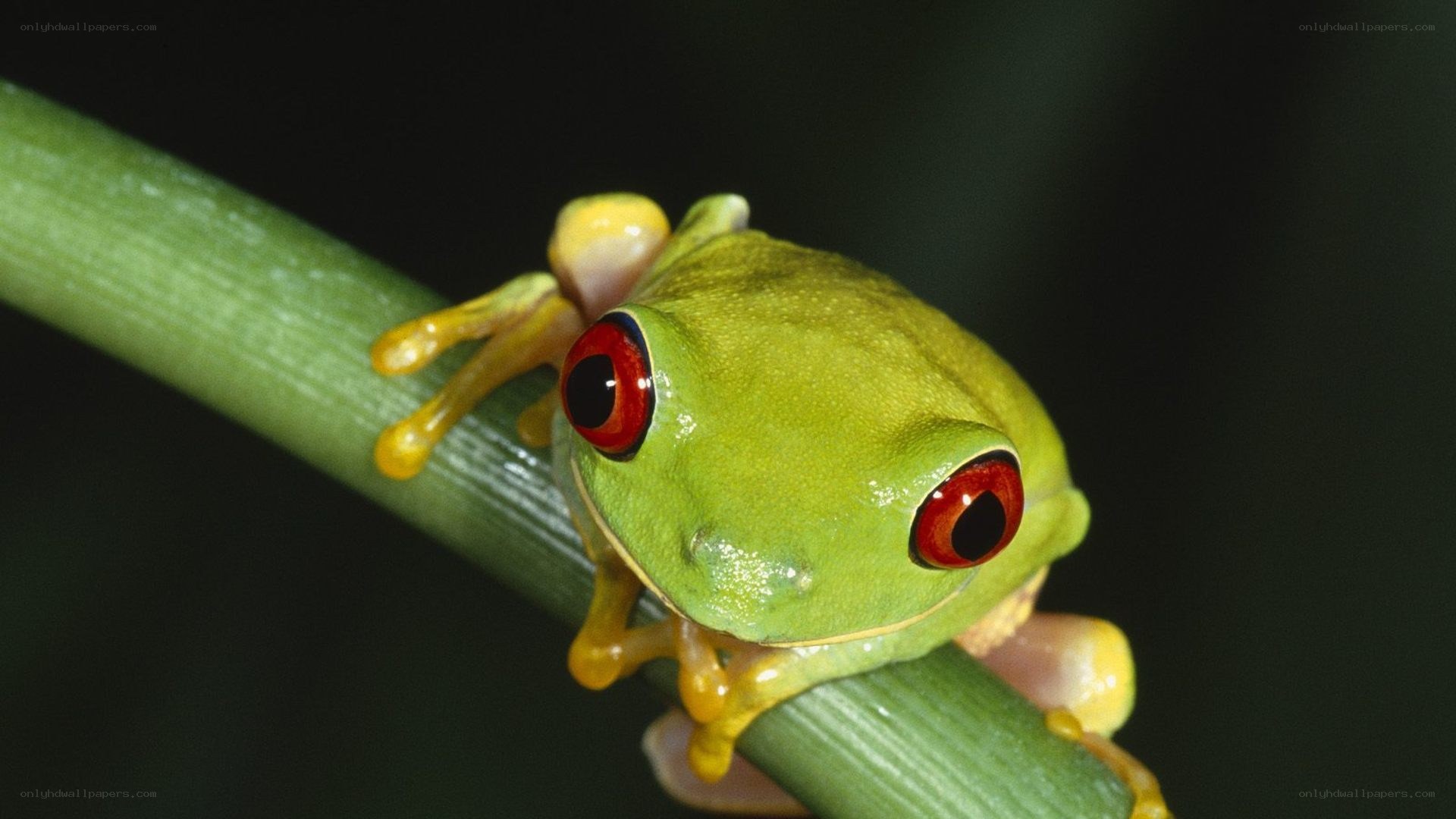 green frog with red eyes