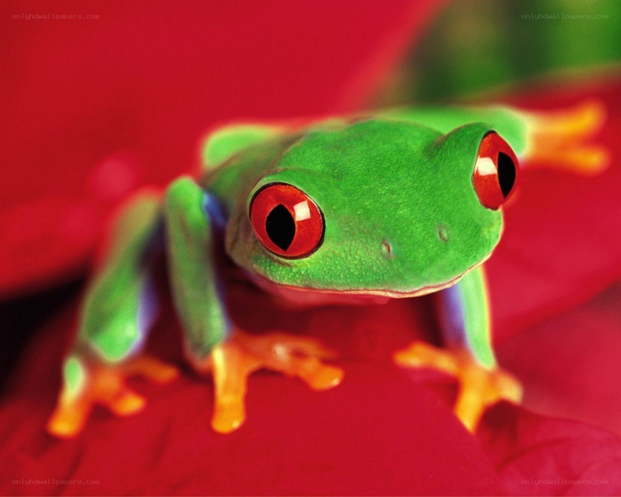 green frog with red eyes