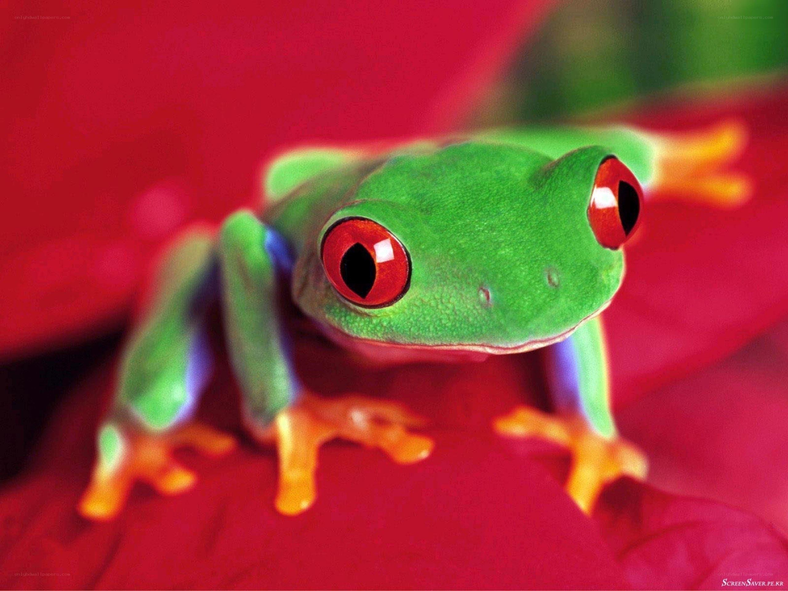 green frog with red eyes