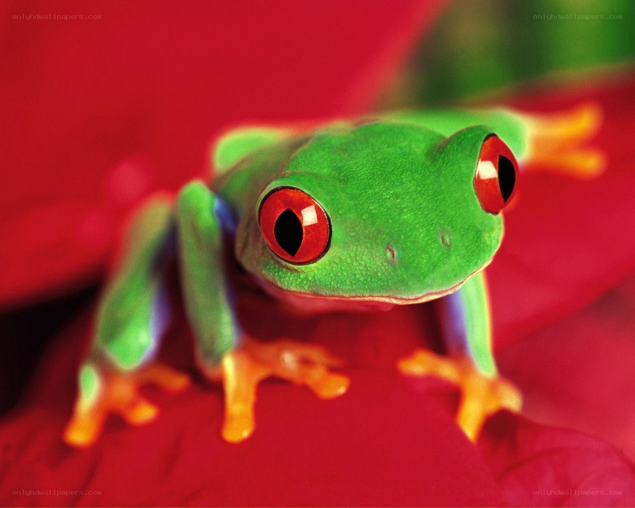green frog with red eyes