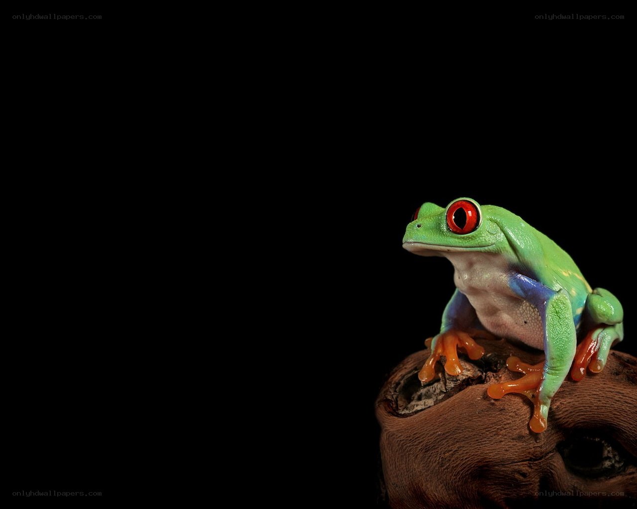 green frog with red eyes