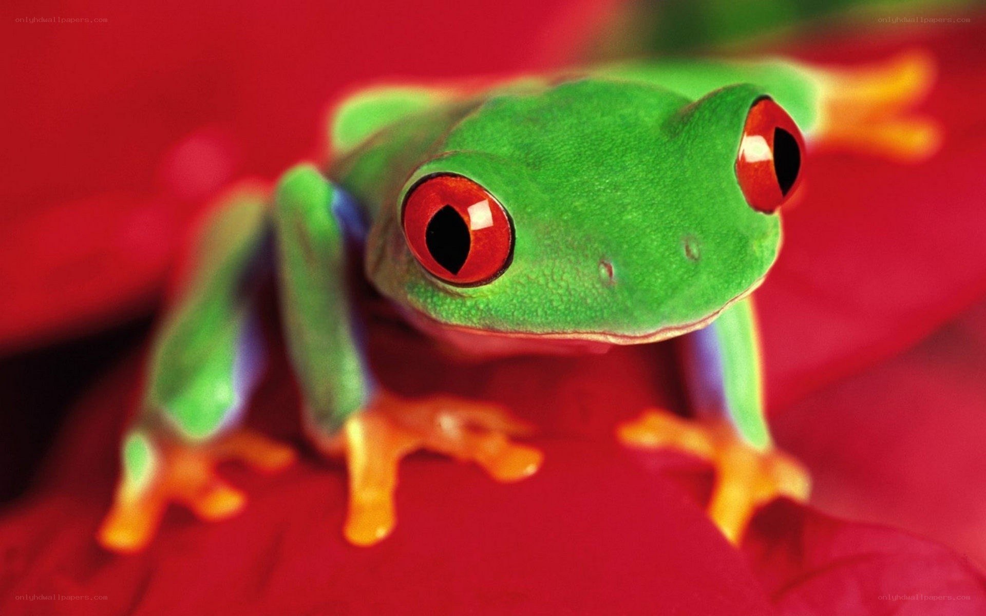 green frog with red eyes