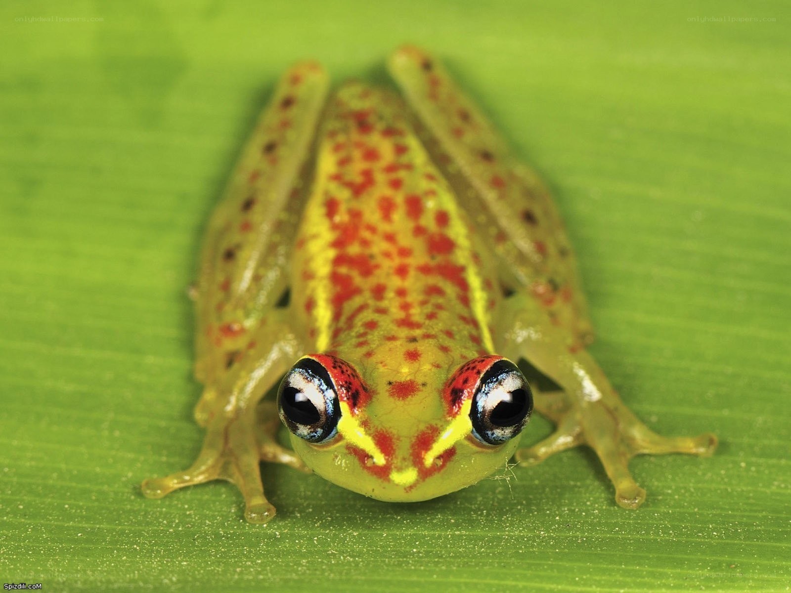 green frog with red spots