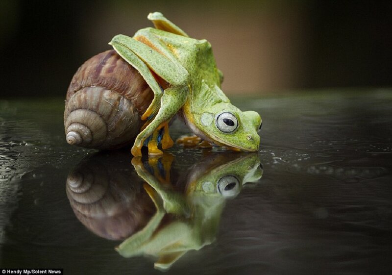Green Frog with Snail — Dramatic, Photograph