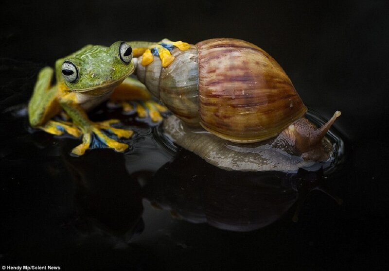 Green Frog with Snail — Dramatic