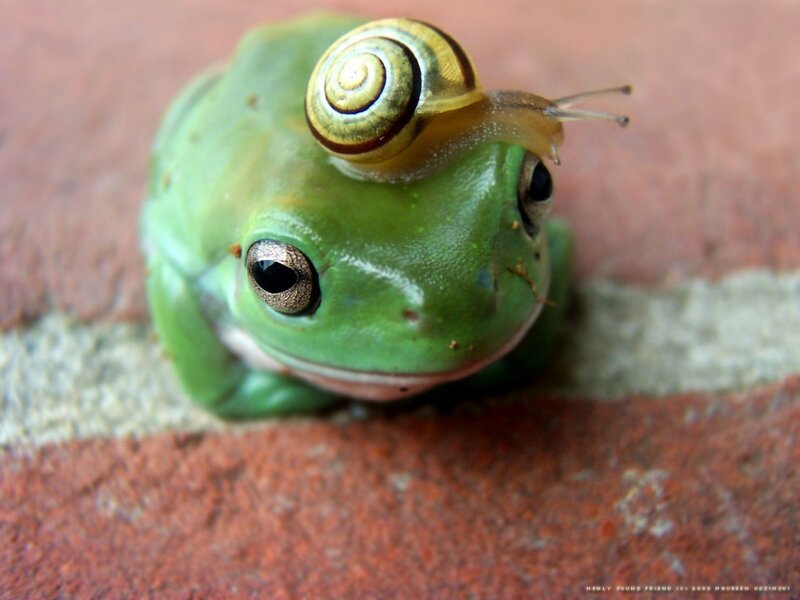 Green Frog with Snail