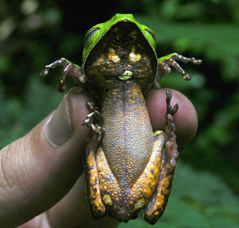 green frog with spotted belly
