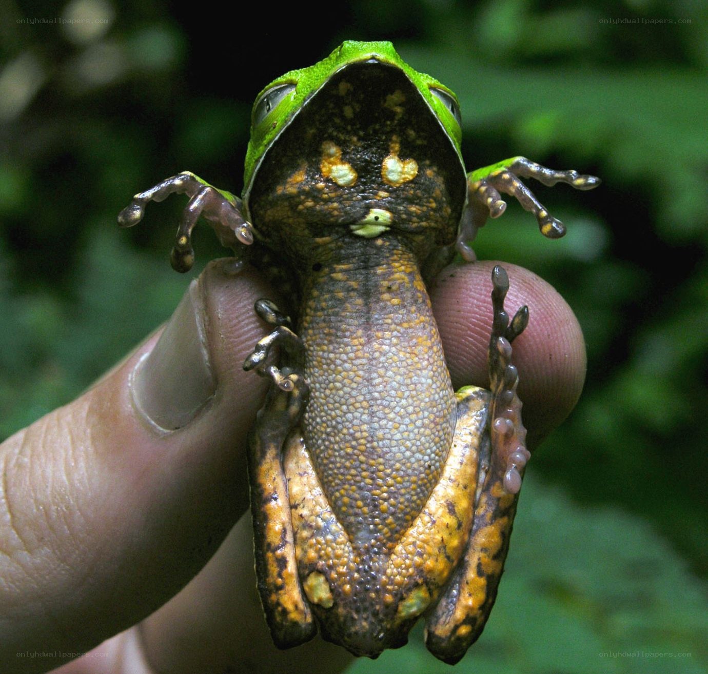 green frog with spotted belly