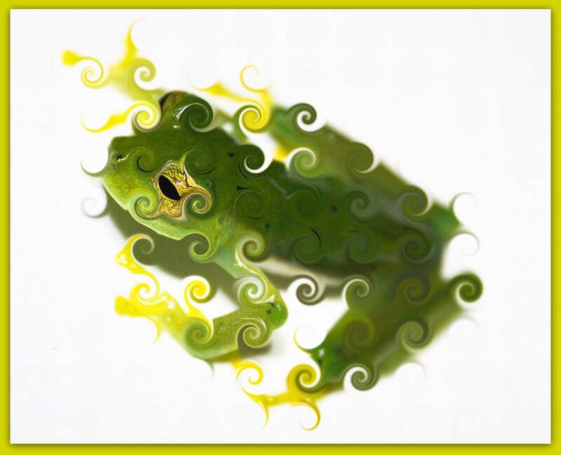Green Frog with Swirls
