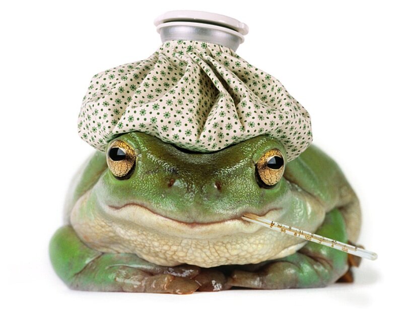 Green Frog with Thermometer