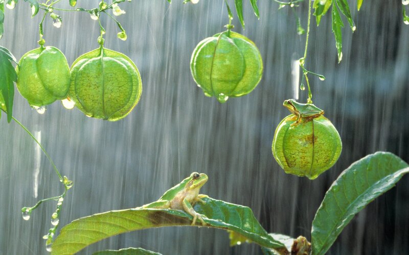 Green Frogs on Plants — Serene