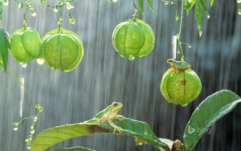Green Frogs on Plants