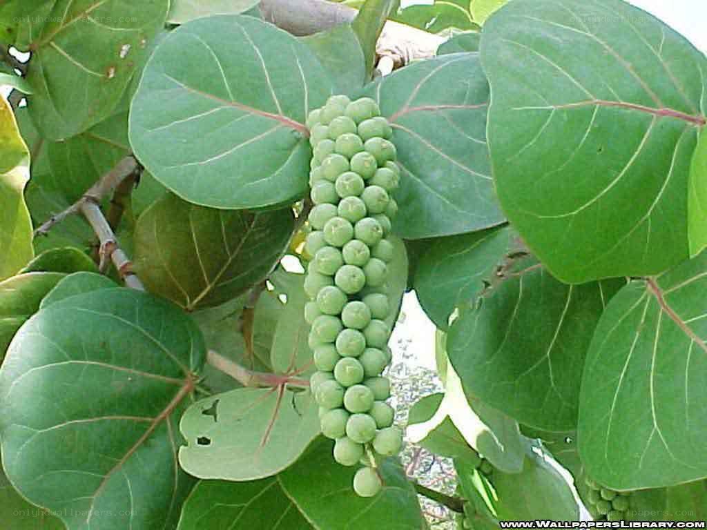 green fruit cluster on tree