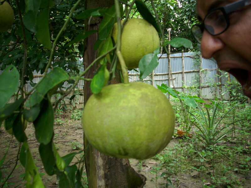 Green Fruit on Tree