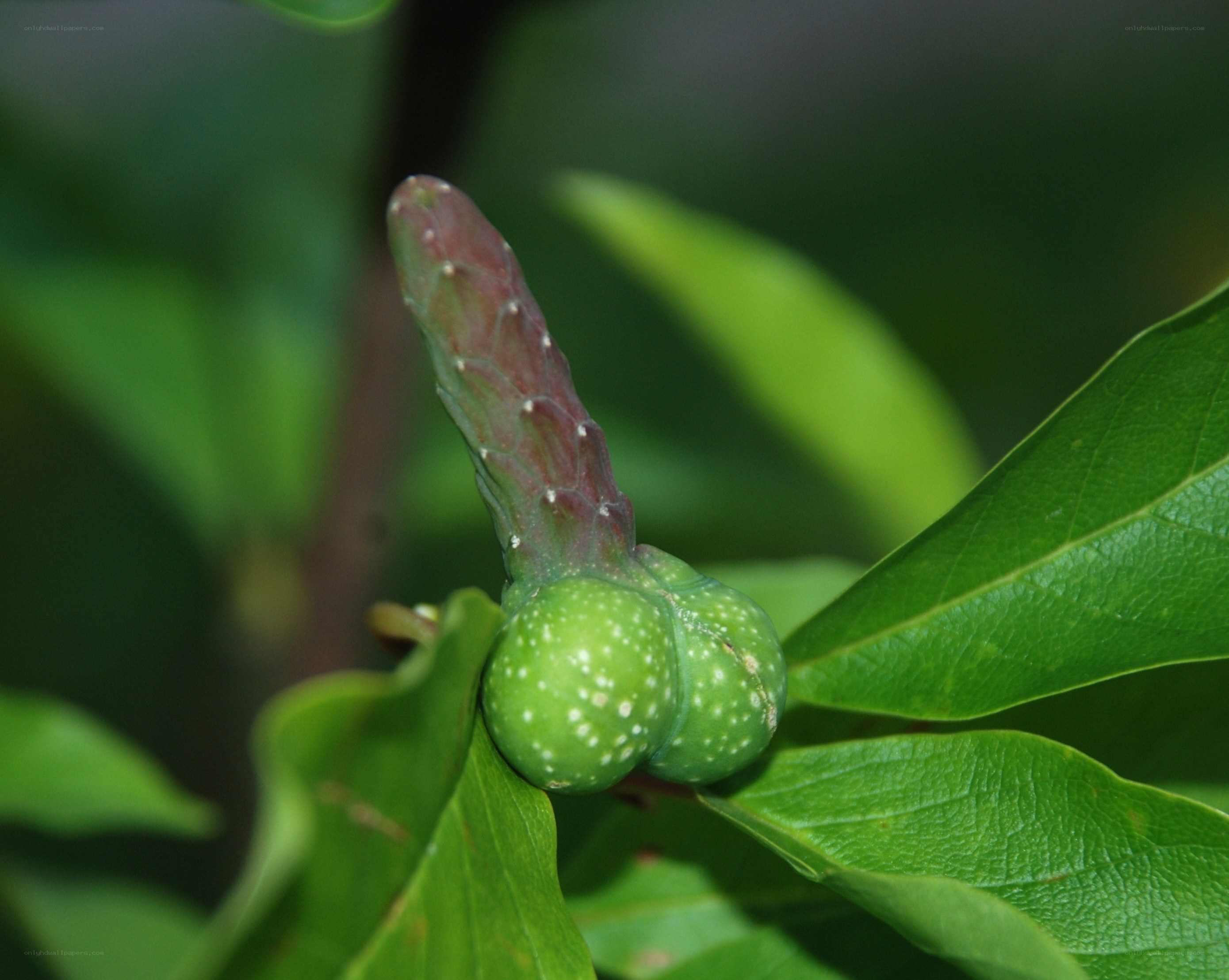 green fruit with red bud