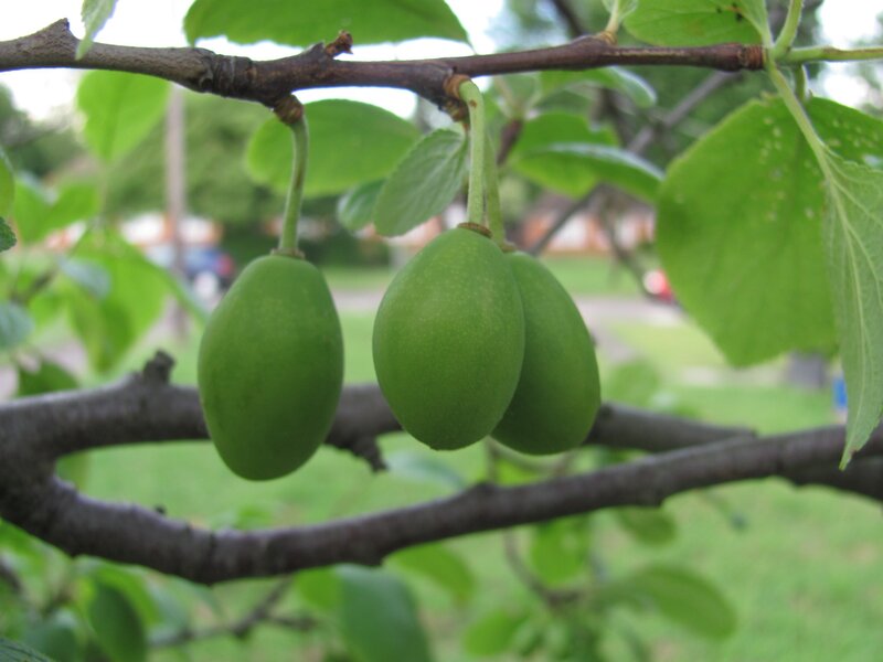 green fruits on a tree branch