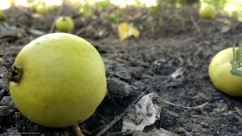 green fruits on the ground