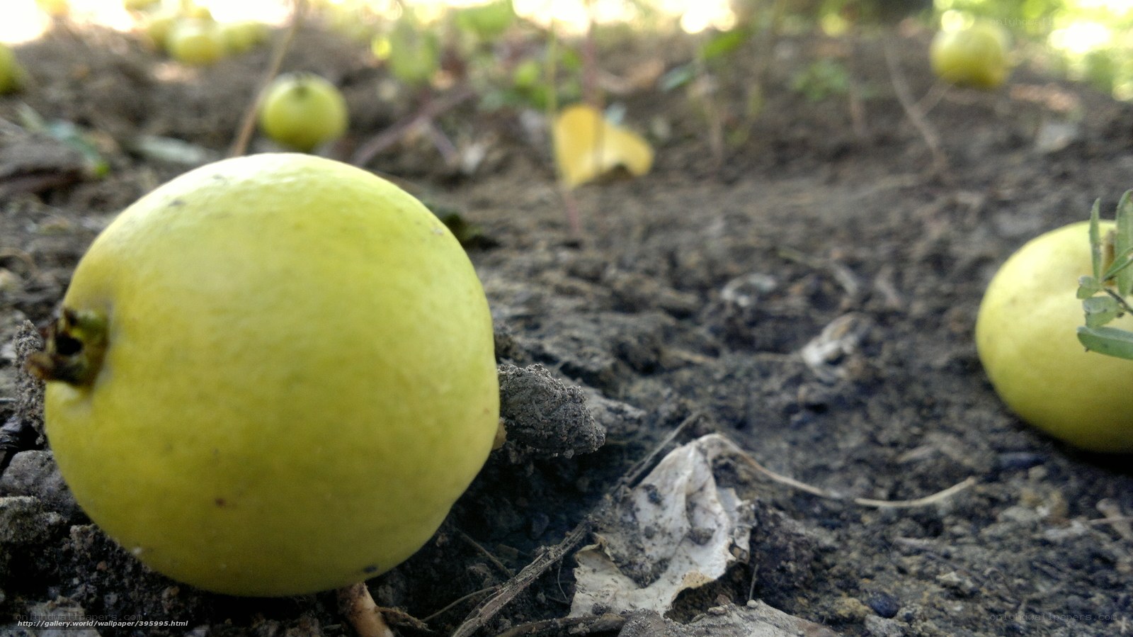green fruits on the ground