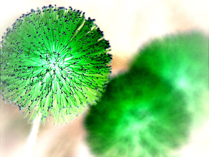 Green fungal growth close-up