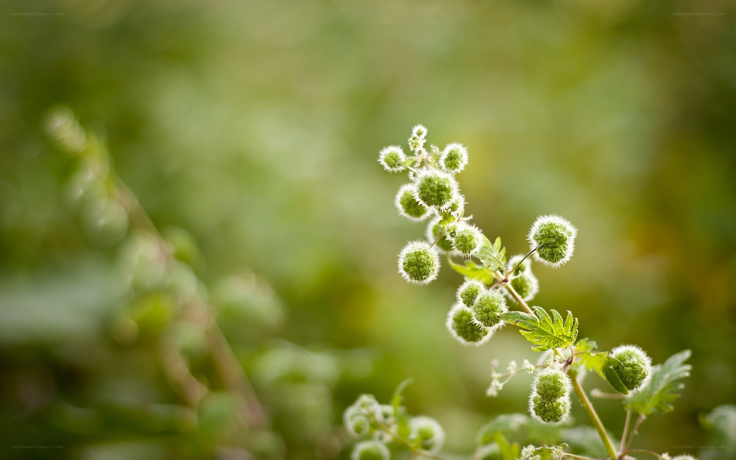 green fuzzy plant buds