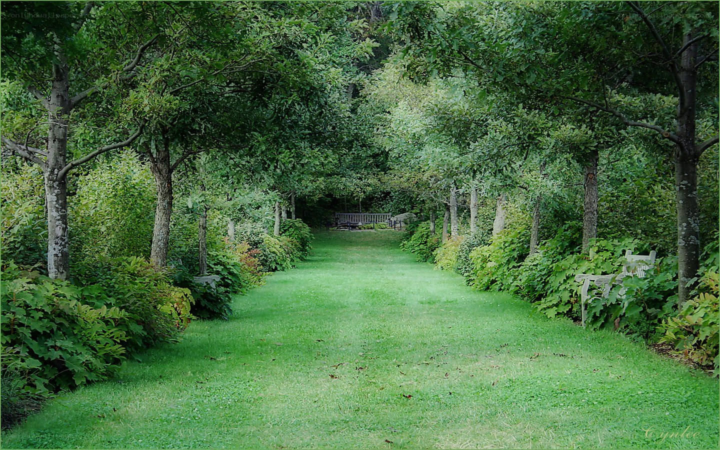 Green garden path with benches