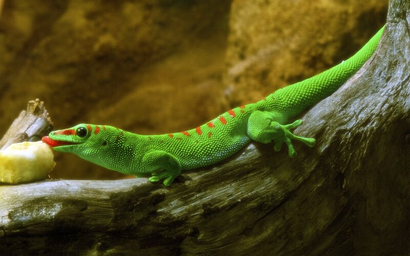 Green Gecko Eating Fruit