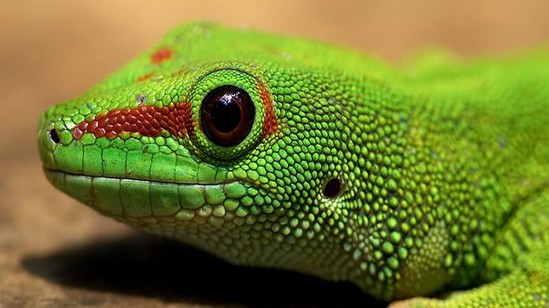 Green Gecko Head
