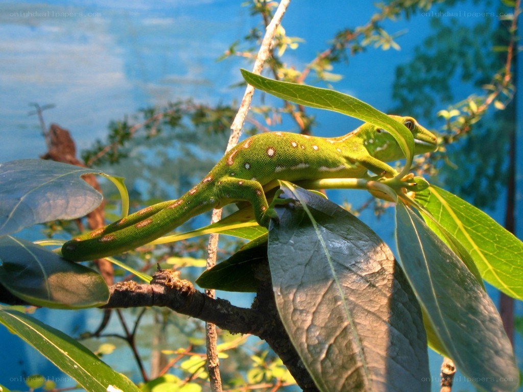 green gecko on a branch