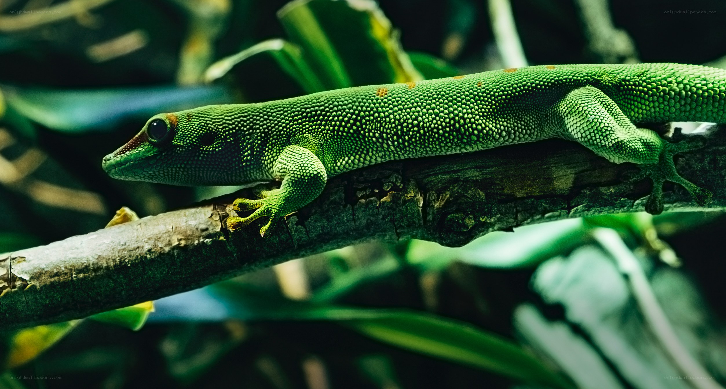 green gecko on a branch
