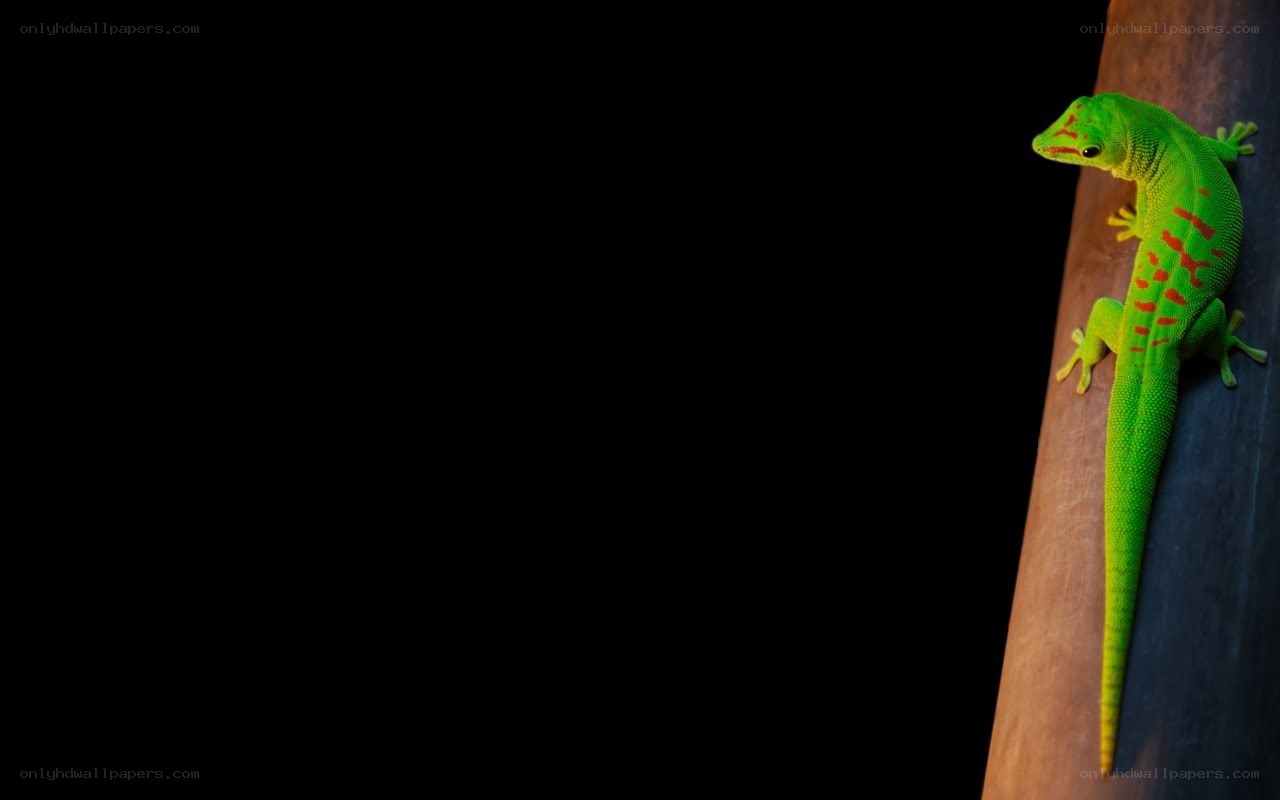 green gecko on a branch