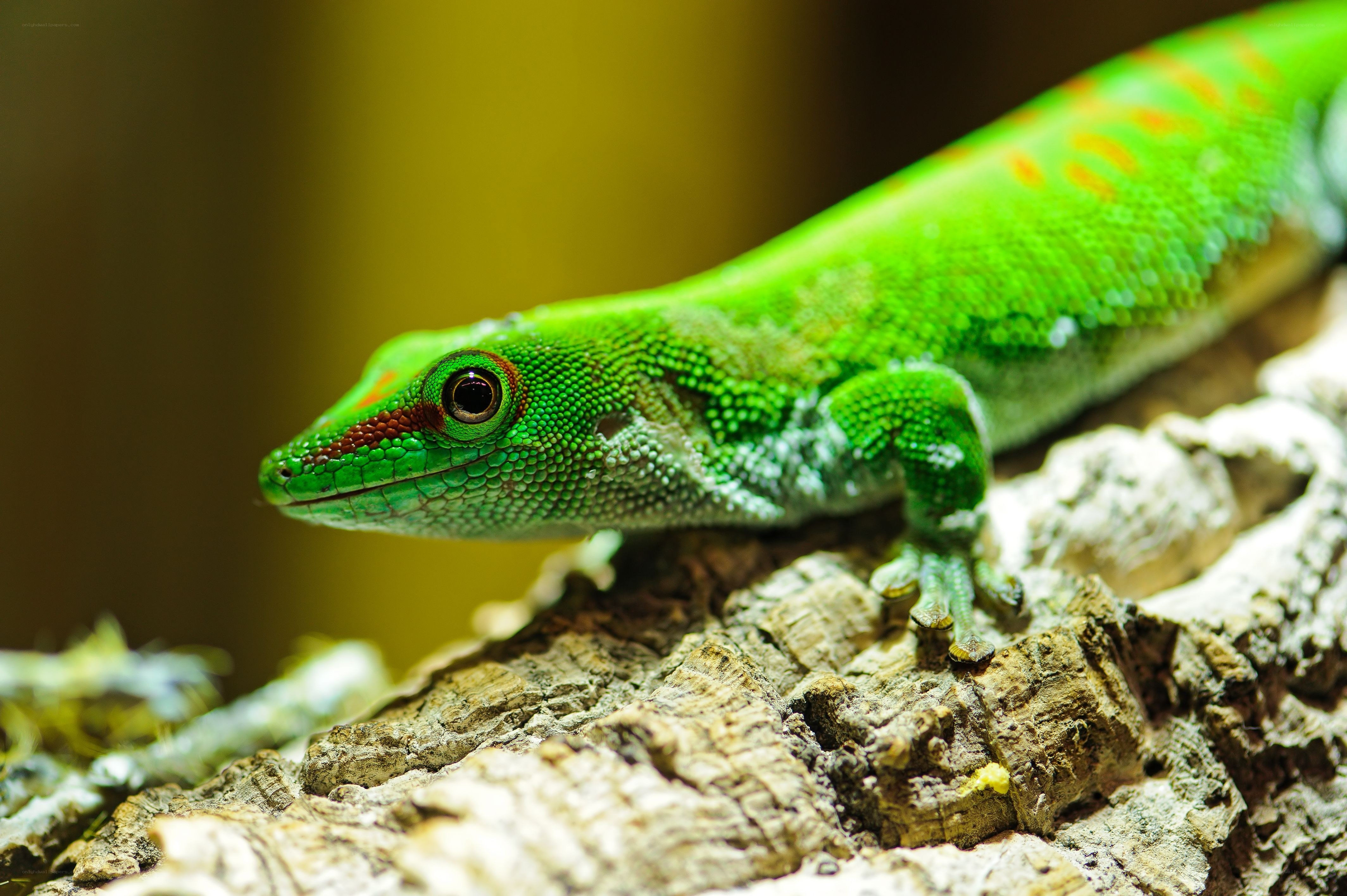 green gecko on a branch