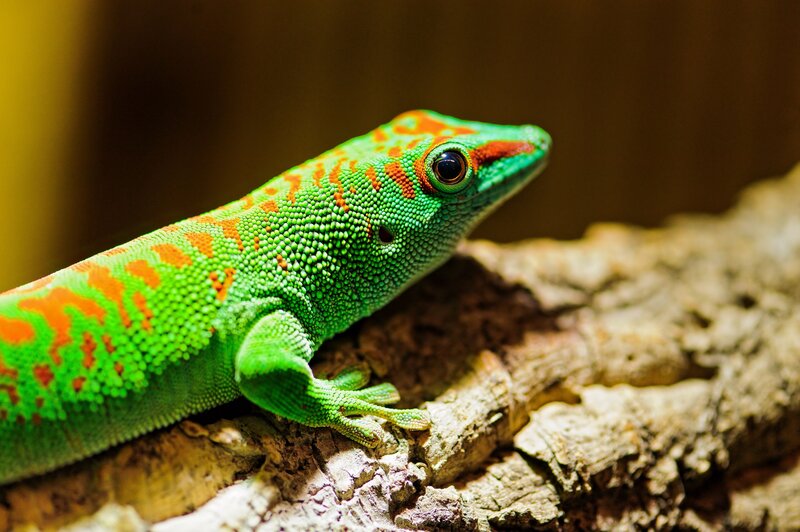 green gecko on a branch