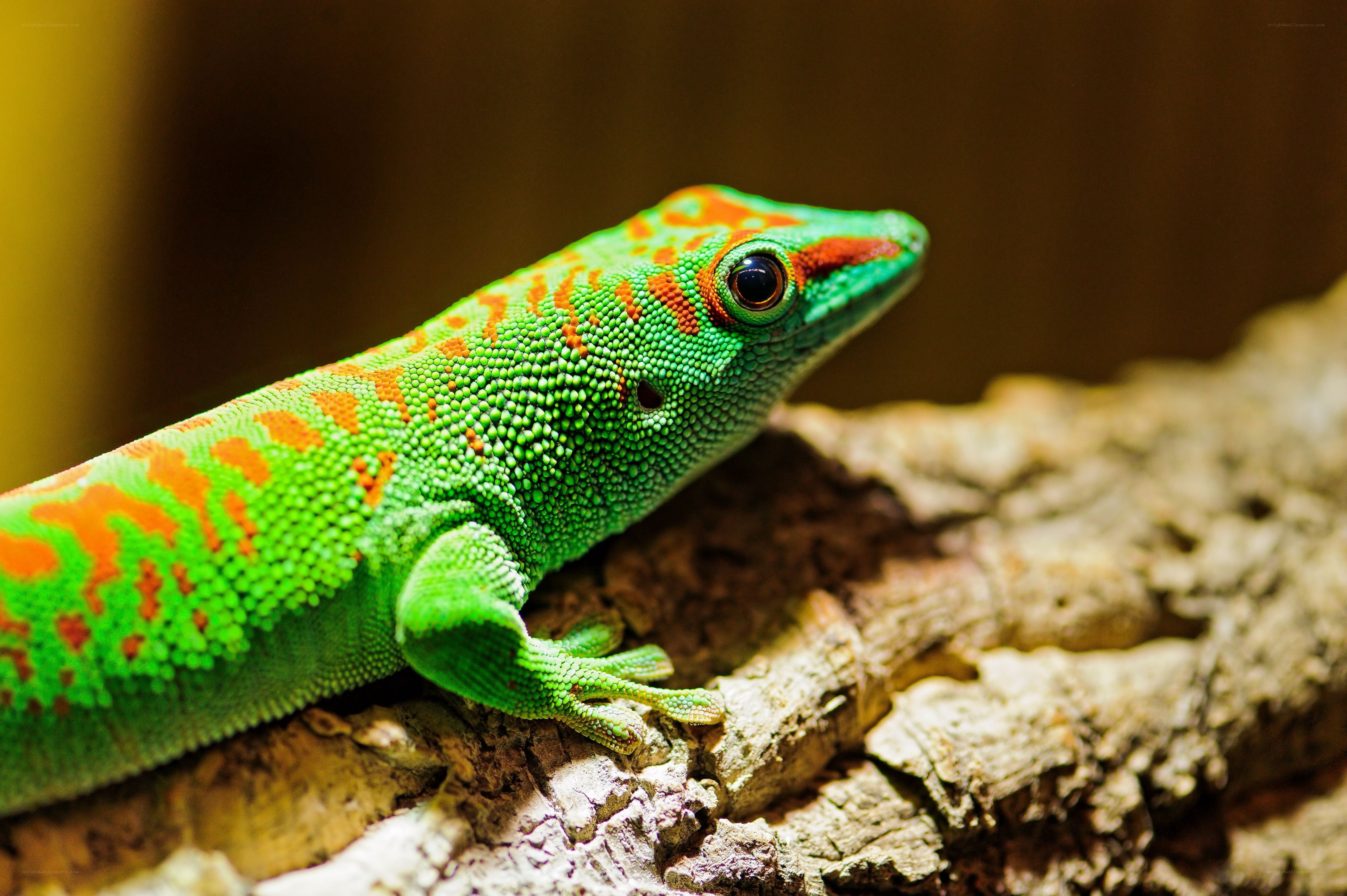 green gecko on a branch