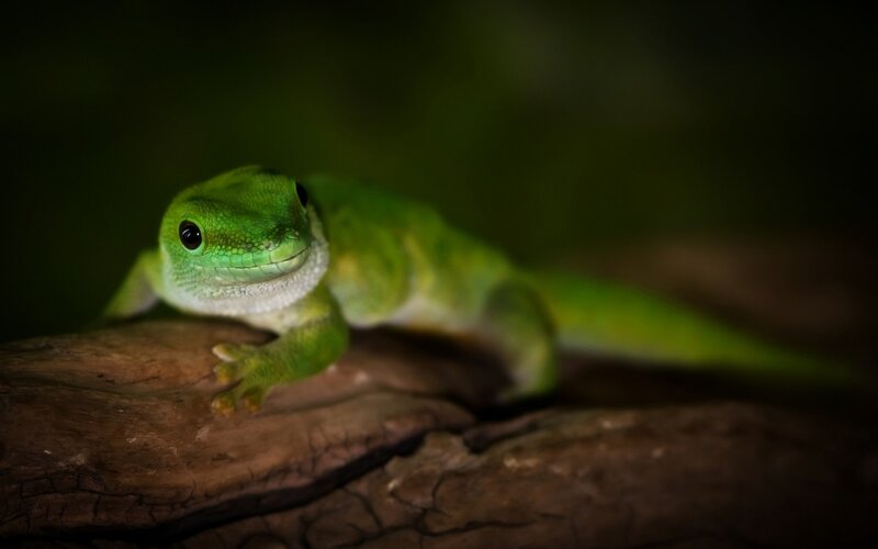 green gecko on a branch