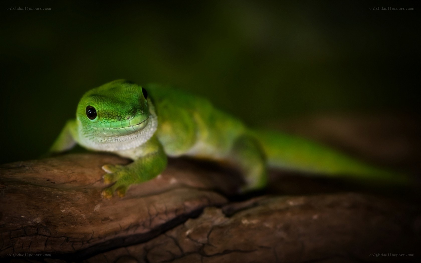 green gecko on a branch