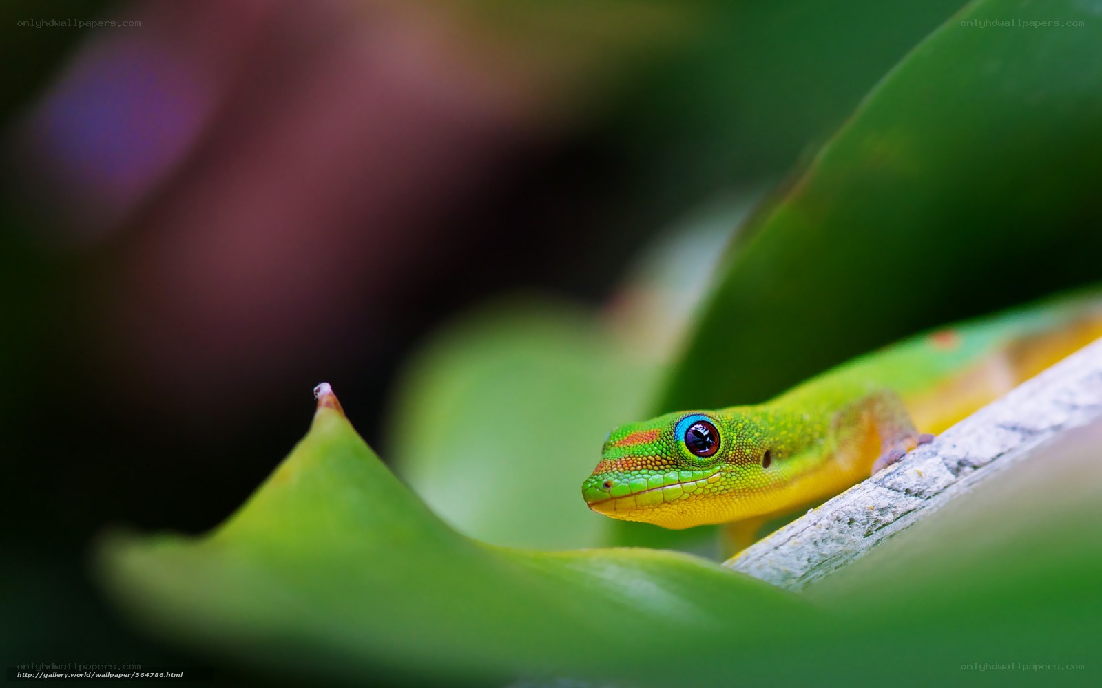 green gecko on a leaf